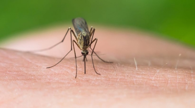 Ξεκινά η καταπολέμηση των κουνουπιών σε όλη την Κρήτη