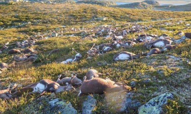 Νορβηγία: Κεραυνός σκότωσε πάνω από 300 ταράνδους μαζί