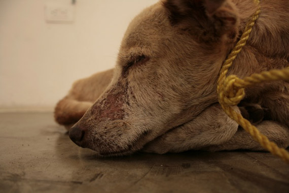 Πέφτουν «30άρες»: Βαριά πρόστιμα από τα δικαστήρια του Ηρακλείου για την κακοποίηση των ζώων 