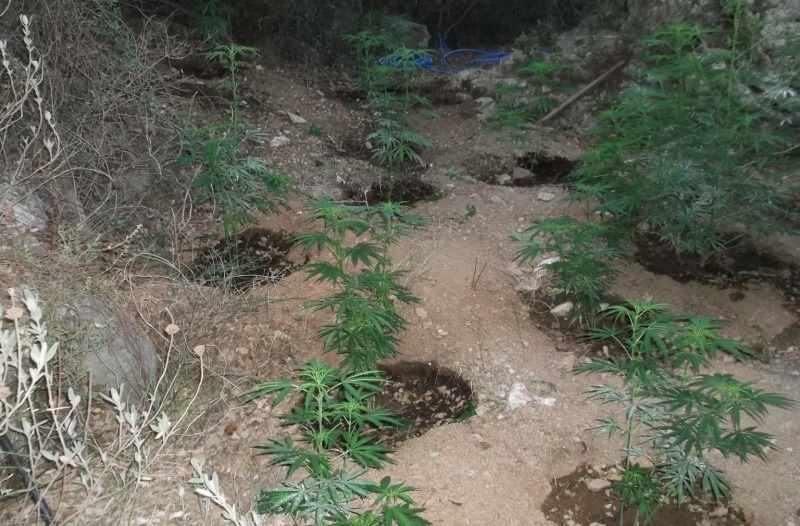 Εντοπίστηκε φυτεία με 85 δενδρύλια στο Μυλοπόταμο - Αναζητούνται οι δράστες 