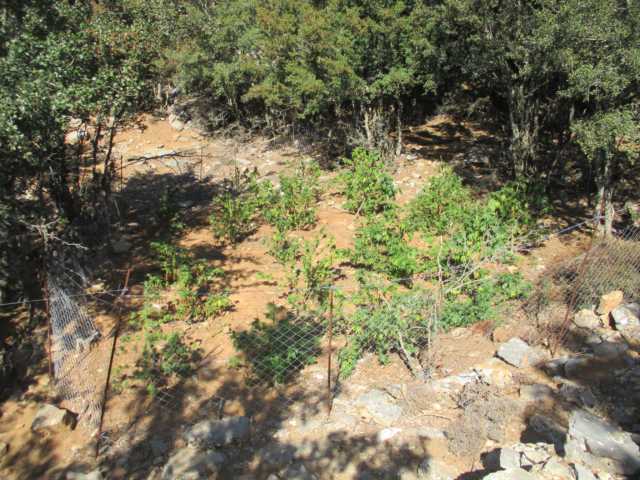 Εντοπίστηκαν δύο φυτείες δενδρυλλίων κάνναβης σε Μυλοπόταμο και Ανώγεια (pics) 