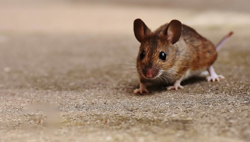 Απίστευτο: Γεννήθηκαν μωρά ποντίκια από γονείς ίδιου φύλου