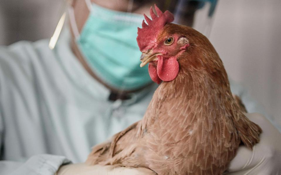 Χιλιάδες πάπιες και κοτόπουλα θανατώθηκαν υπό το φόβο της γρίπης των πτηνών