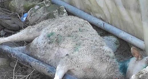 Σε κατάσταση σοκ ο κτηνοτρόφος που είδε νεκρά τα πρόβατά του για 4η φορα! 