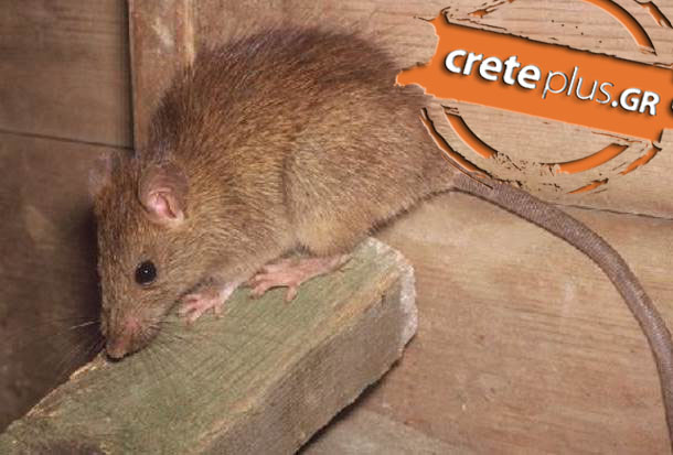 Θέμα CretePlus.gr: Ποντίκια έχουν κάνει την εμφάνιση τους σε χώρους του Βενιζελείου νοσοκομείου Ηρακλείου 