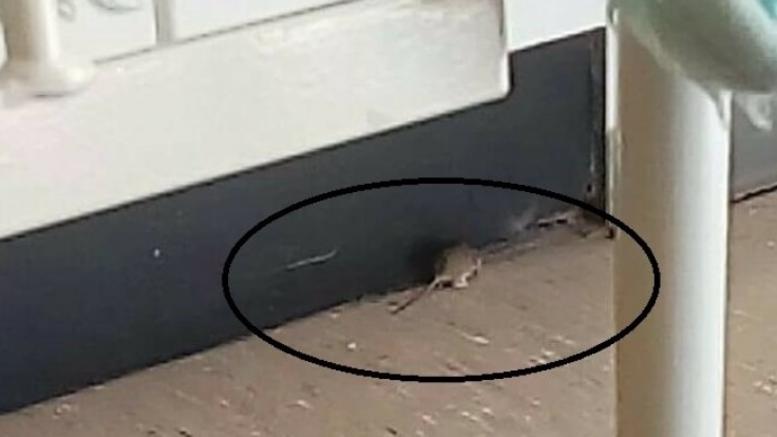 Καταγγελία για ποντίκι στο πανεπιστημιακό νοσοκομείο Ηρακλείου- Η απάντηση της διοίκησης