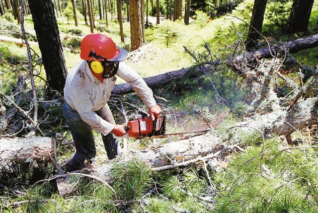 Η εξωφρενική απάντηση του Υπουργείου για τα δάση την ώρα που αυτά γίνονται ξύλα!