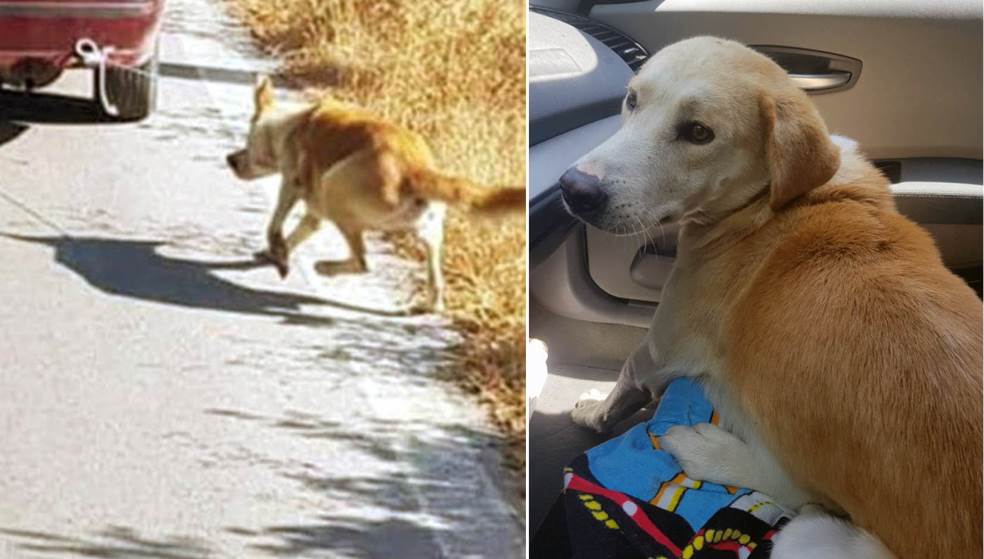 Κτηνωδία στην Κρήτη: Γιατί ο 73χρονος έδεσε στο αυτοκίνητο και έσερνε το σκύλο στο δρόμο; 