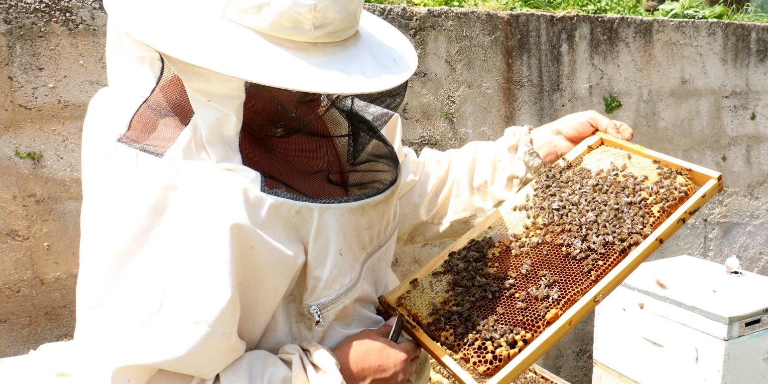 Χάνονται πληθυσμοί από μέλισσες – Από τι κινδυνεύουν;