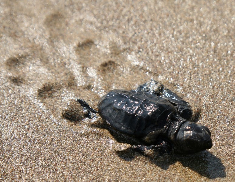 Τα πρώτα χελωνάκια της Κρήτης - Δράσεις προστασίας του σπάνιου είδους από την Περιφέρεια Κρήτης (pics)
