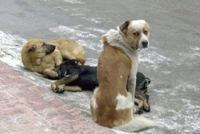 Το κυνοκομείο Ηρακλείου διαψεύδει μαζικές απελευθερώσεις αδέσποτων σκυλιών