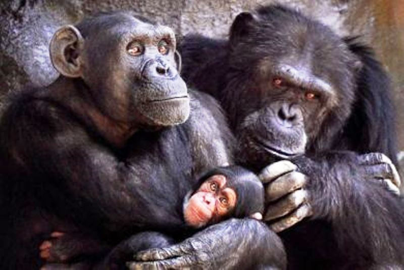 Για τι συζητάνε οι χιμπατζήδες μεταξύ τους;