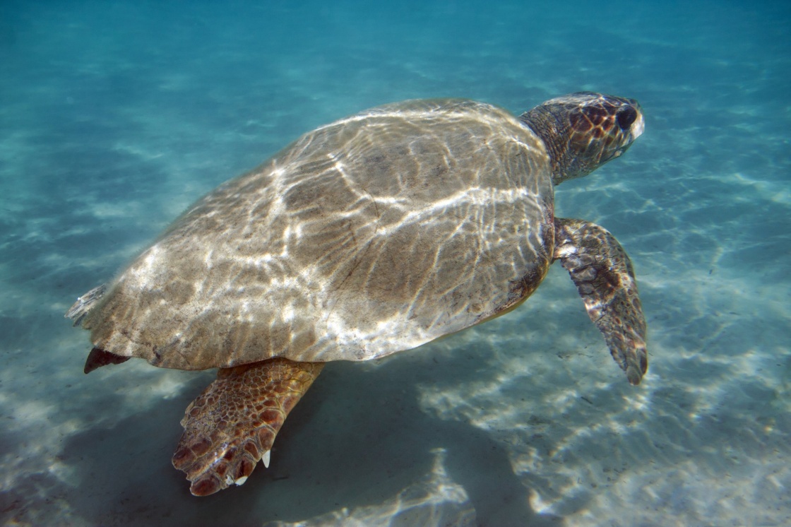 Tρία νέα περιστατικά με νεκρές χελώνες στον Κόλπο της Ελούντας 