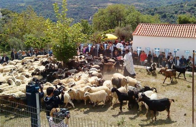 Ευλόγησαν τα πρόβατα στην Ασή Γωνιά 