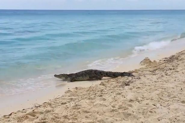  Κροκόδειλος περπατά σε παραλία ανάμεσα στους τουρίστες! (vid)