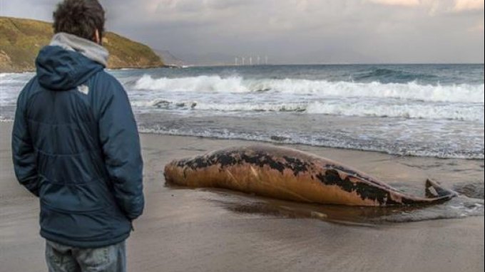 Ξεβράστηκε νεκρή φάλαινα σε παραλία στα Χανιά-Τα θαλάσσια θηλαστικά και η παρουσία τους στο Κρητικό πελαγος (pics)