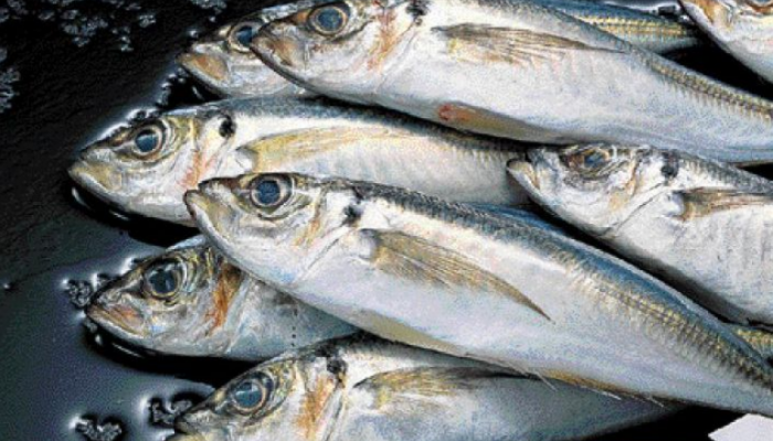 Κατάσχεση 168 κιλών ψαριών από σκάφος στην Σούδα