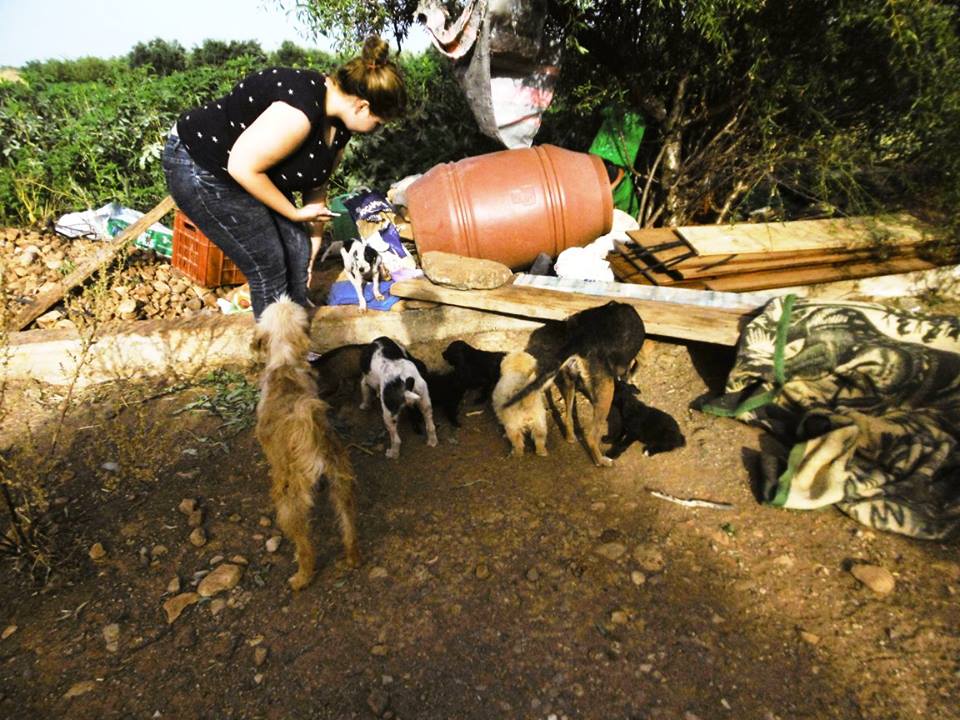 Εντοπισαν συνολικά 17 σκυλιά που ζούσαν σε αθλιες συνθήκες στη Μεσσαρά (pics)
