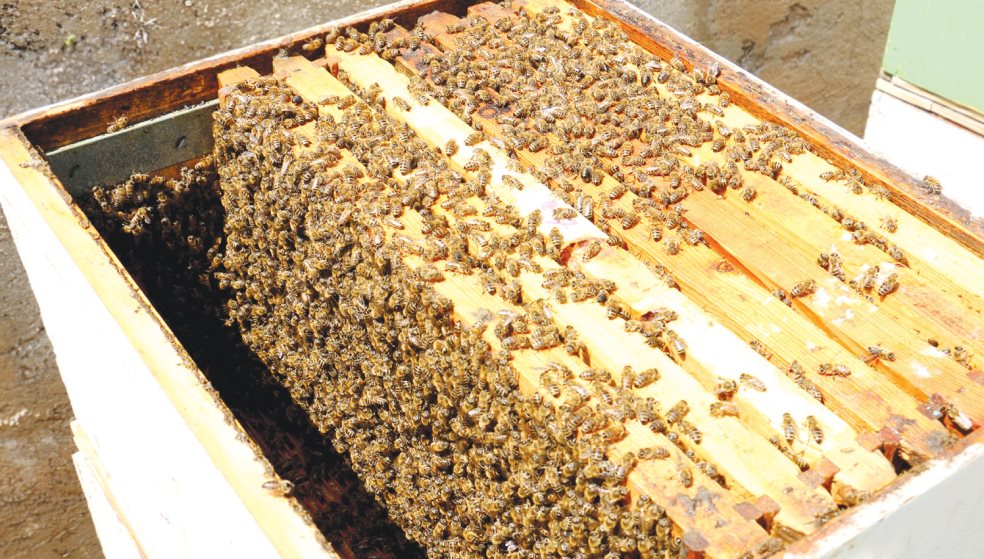 Μέλισσες: Ακούραστες εργάτριες φροντίζουν για κάτι σπουδαίο