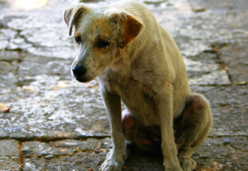 Αποτροπιασμός από τις μαζικές θανατώσεις σκύλων και γατών σε Αρχάνες και Χερσόνησο!