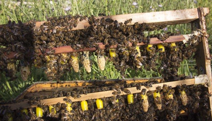Σεμινάριο μελισσοκομίας με θεωρία & πρακτική εκπαίδευση για τη βασιλοτροφία
