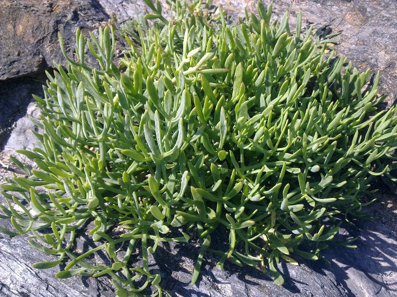 Μαζεύοντας κρίταμο στις παραλίες της Κρήτης- Το βότανο με τις θαυματουργές ιδιότητες (pics)