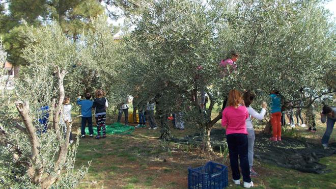 Μειωμένη κατά 20% η παραγωγή λαδιού- Στην Κρήτη φτάνει και το 60% -Ανησυχία για τον «έμπολα» των ελαιόδεντρων