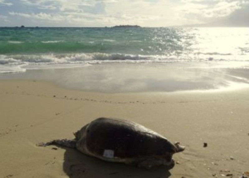 Και δεύτερη χελώνα καρέτα - καρέτα βρέθηκε νεκρή στη Νάξο 