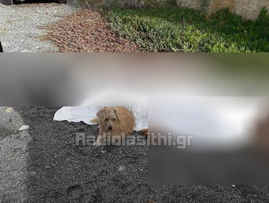 Νεος «Χατσικο»- Ως το τέλος δίπλα του ο σκύλος του 52χρονου που έχασε τη ζωή του στο Μύρτος  