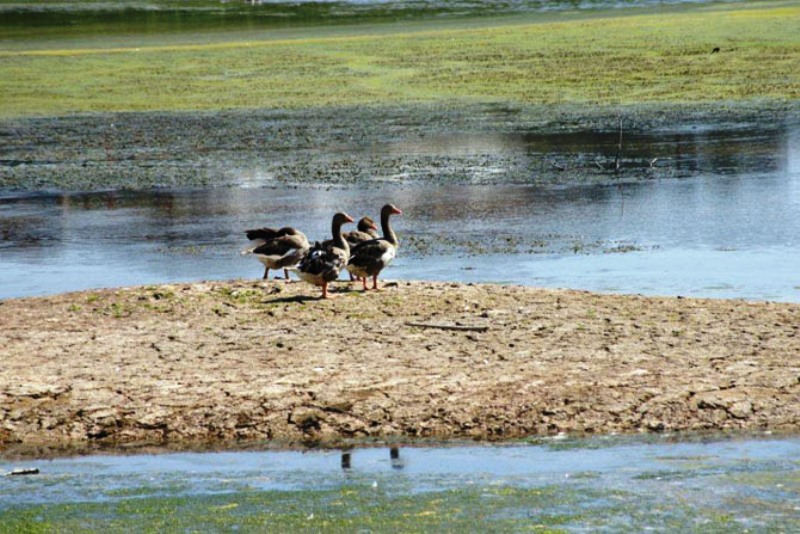 Την Κυριακή η γιορτή των πουλιών στην λίμνη της Αγιάς