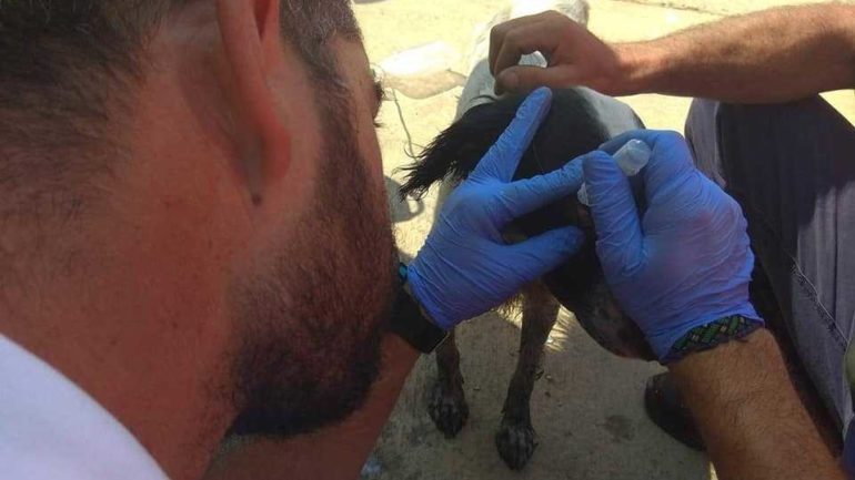 Διασώστης έσωσε σκυλάκι από τη φωτιά στο " Ελευθέριος Βενιζέλος"