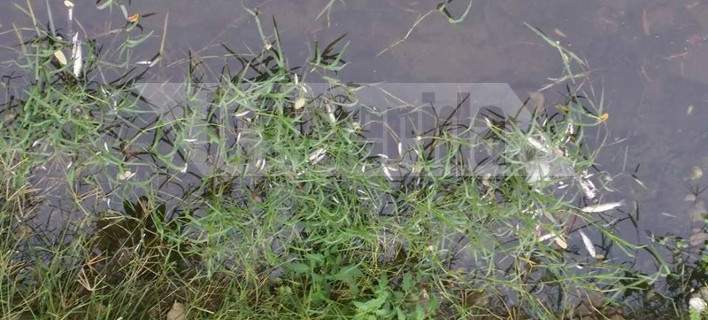 Το ρέμα της Πικροδάφνης στο Παλαιό Φάληρο γέμισε με εκατοντάδες νεκρά ψάρια (pics) 