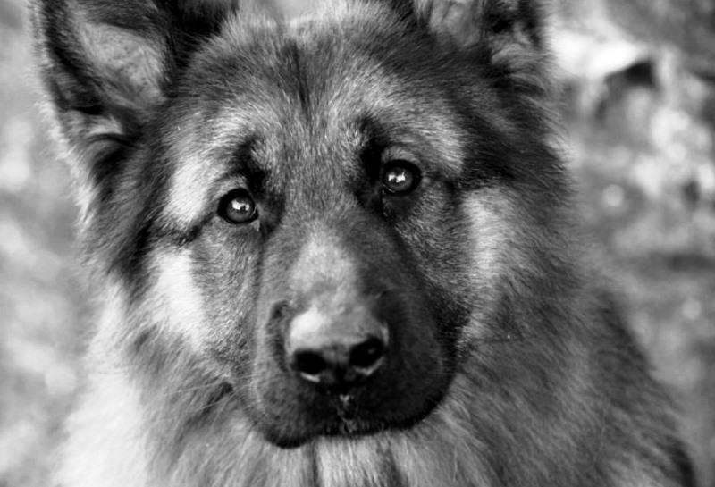 Απίστευτο: Βοσκός σκότωσε το σκύλο γιατί τον ενοχλούσε!