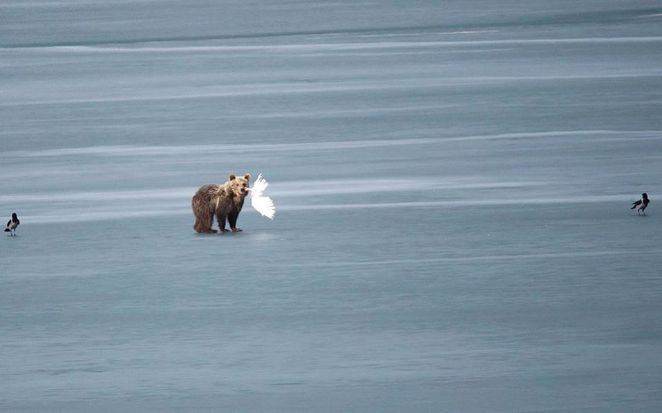 Τον περίπατο αρκούδας στην παγωμένη λίμνη της Καστοριάς κατέγραψε drone