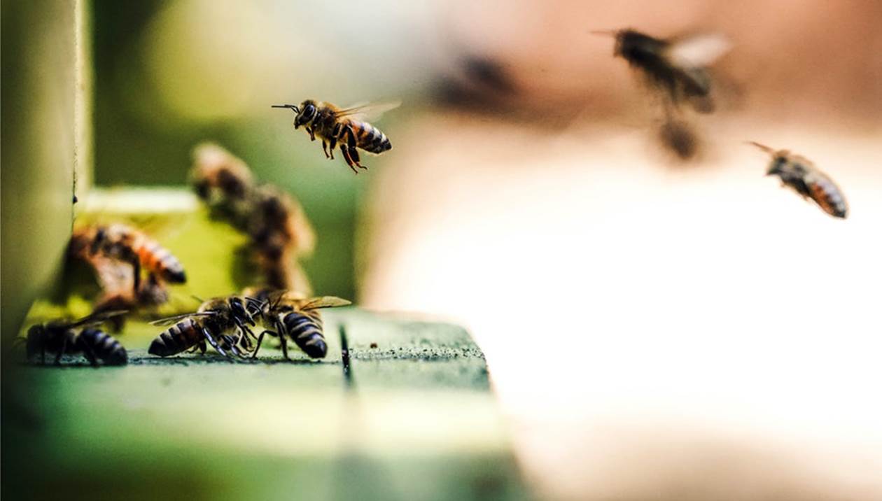 Εξαπατούσαν εταιρείες σε Κρήτη & Αττική: Με πλαστές επιταγές πήραν τροφές για μέλισσες