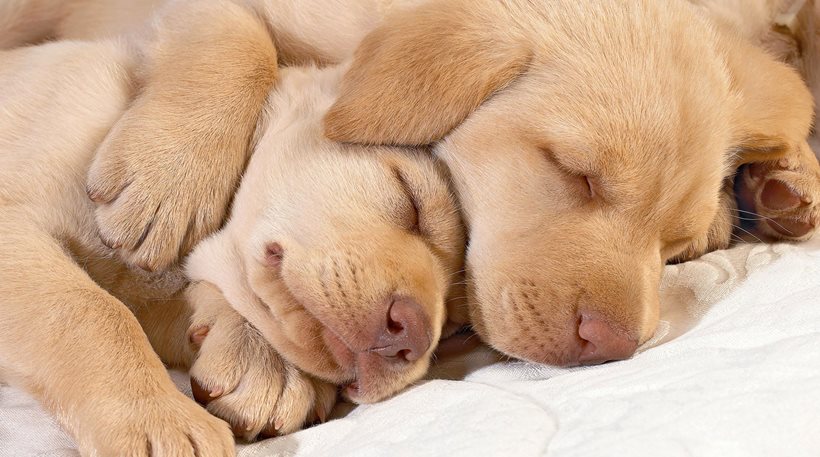 Έρευνα: Όταν κοιμάται ο σκύλος, ονειρεύεται το... αφεντικό του!