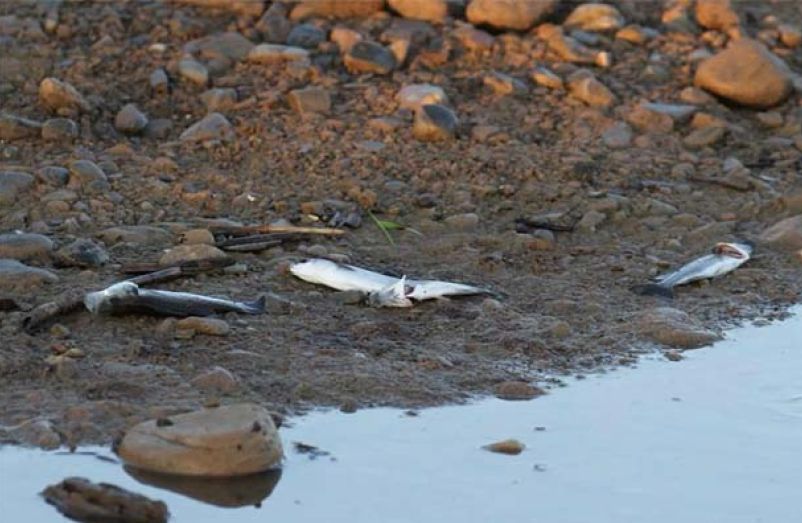Νεκρά ψάρια στις εκβολές του ποταμού - Εικόνες που προκαλούν σοκ (pics)