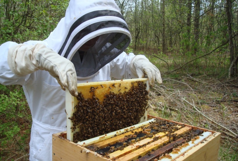 Θα αποζημιωθούν οι μελισσοκόμοι των Μαλλών 