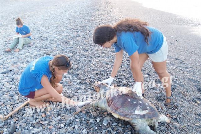 Νεκρή χελώνα Καρέτα - Καρέτα εντοπίστηκε σε παραλία στα Χανιά (pics)