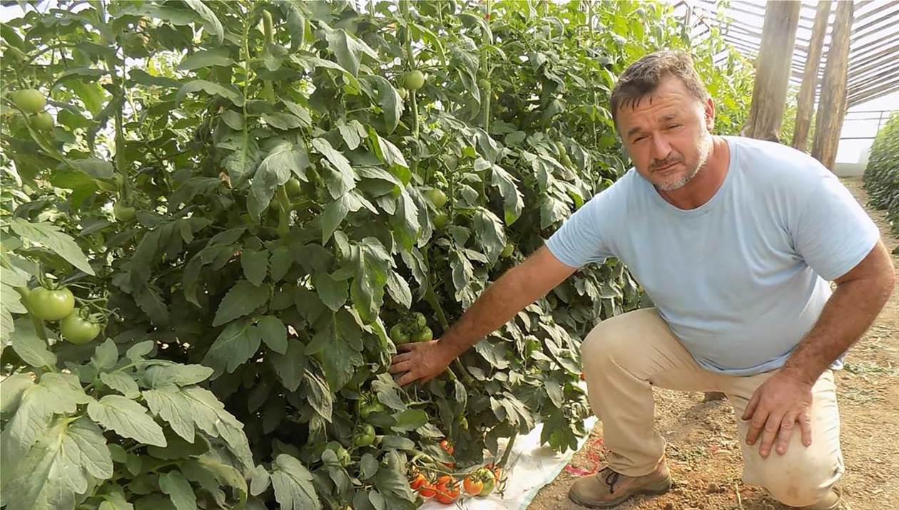 Θρασύτατοι κλέφτες «βούτηξαν» τις ντομάτες πάνω από τα φυτά