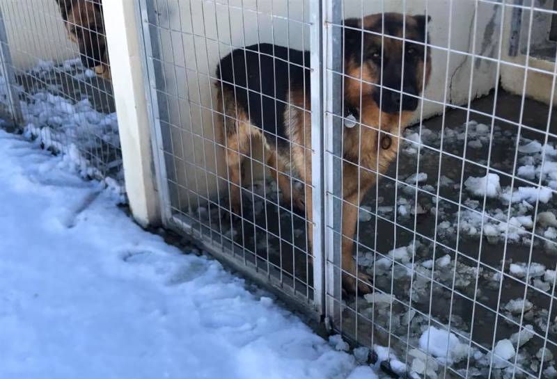 Επιχείρηση της ΕΜΑΚ μέσα στα χιόνια για να ταΐσουν τα σκυλιά του Κυνοκομείου Ηρακλείου (pics+vid) 