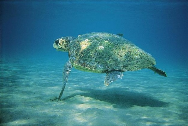 Δημόσια εκσκαφή φωλιάς θαλάσσιας χελώνας στην Αγία Μαρίνα Χανίων! (pics)
