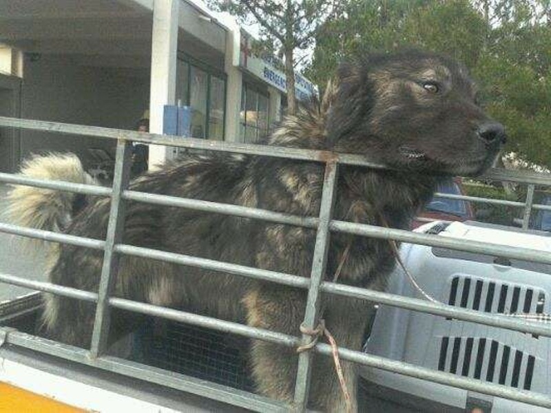 Υπερφυσικός σκύλος πιάστηκε στο ΠΑΓΝΗ από υπάλληλους του κυνοκομείου