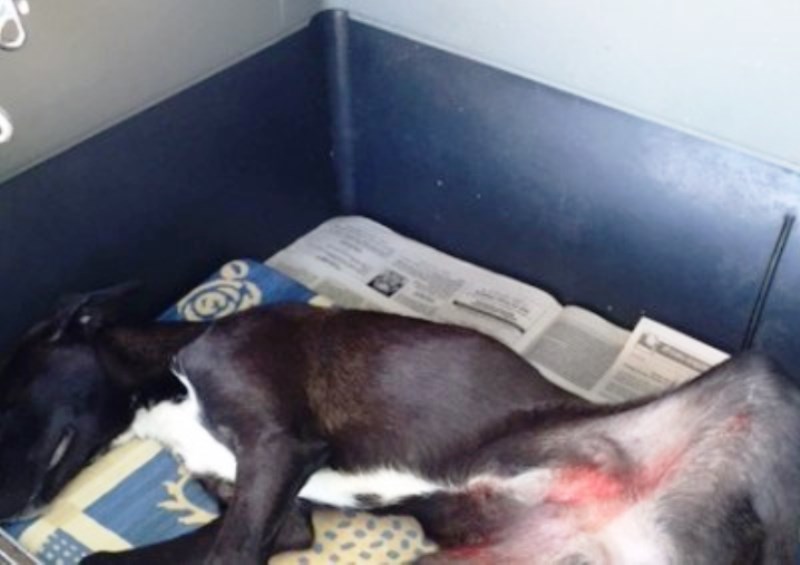 Βρήκαν τον Χανιώτη που εγκατέλειψε τραυματισμένο σκύλο... από τις κάμερες!