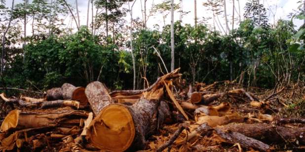 Παράνομη υλοτομία στο Μεραμπέλλο- Κατασχέθηκαν τρεις τόνοι δασικής ξυλείας 