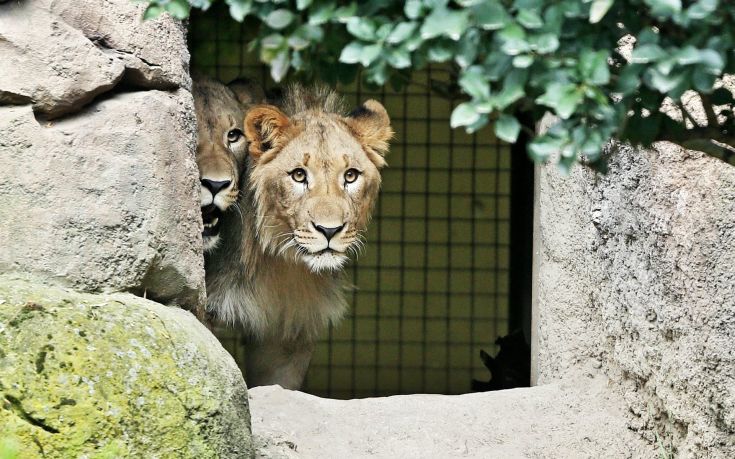 Δύο λιοντάρια το έσκασαν σε ζωολογικό κήπο στη Γερμανία