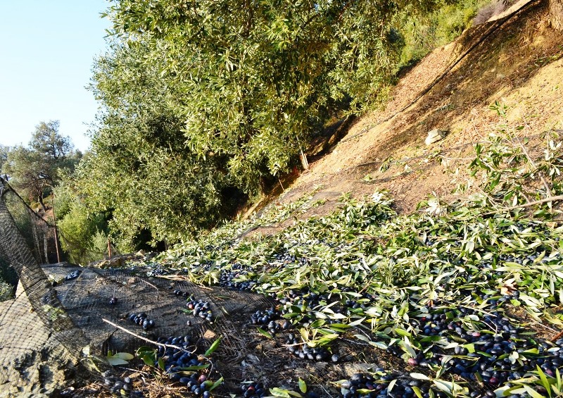Οι «απειλές» για τα ελαιόδεντρα της Κρήτης ενόψει της αυξημένης παραγωγής που αναμένεται