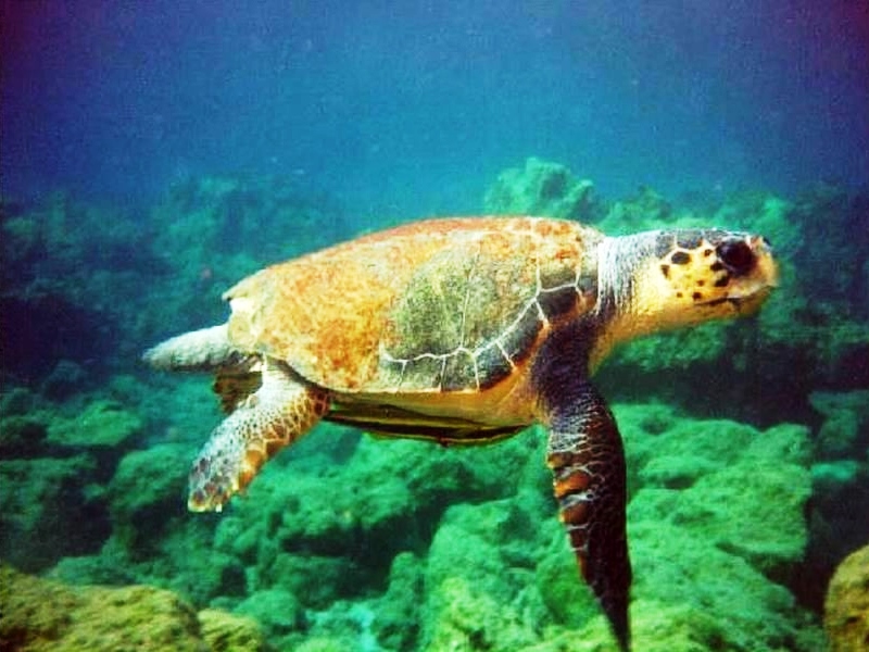 Απελευθερώνουν χελώνα Caretta Caretta στον Πλατανιά
