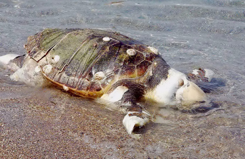 Οι κάτοικοι βρήκαν την καρέτα-καρέτα νεκρή στην παραλία της Αλμυρίδας στα Χανιά