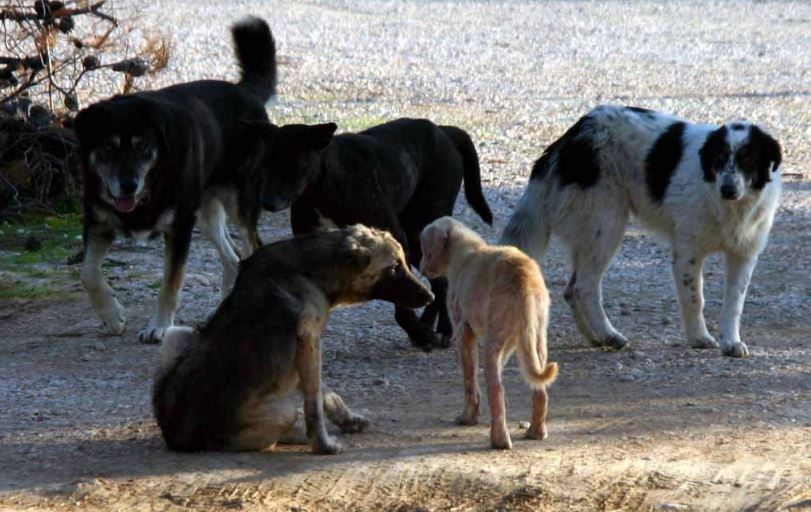 Θέμα CretePlus.gr: Ασυνείδητος σκόρπισε το θάνατο στο χωριό Βάθεια στην Ανώπολη- Βρίσκουν τα σκυλιά νεκρά...